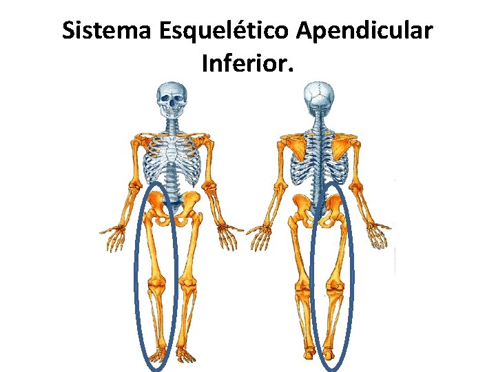 Sistema Esquelético Apendicular Inferior. 