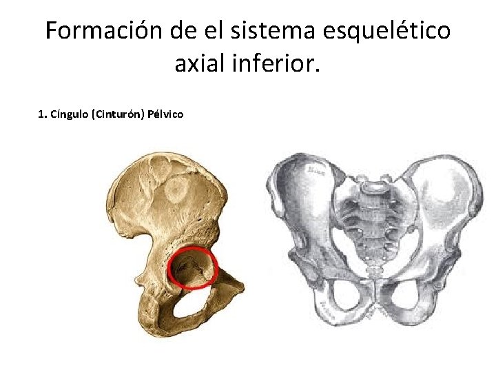Formación de el sistema esquelético axial inferior. 1. Cíngulo (Cinturón) Pélvico 