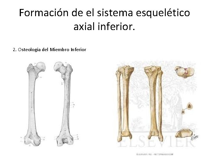 Formación de el sistema esquelético axial inferior. 2. Osteología del Miembro Inferior 