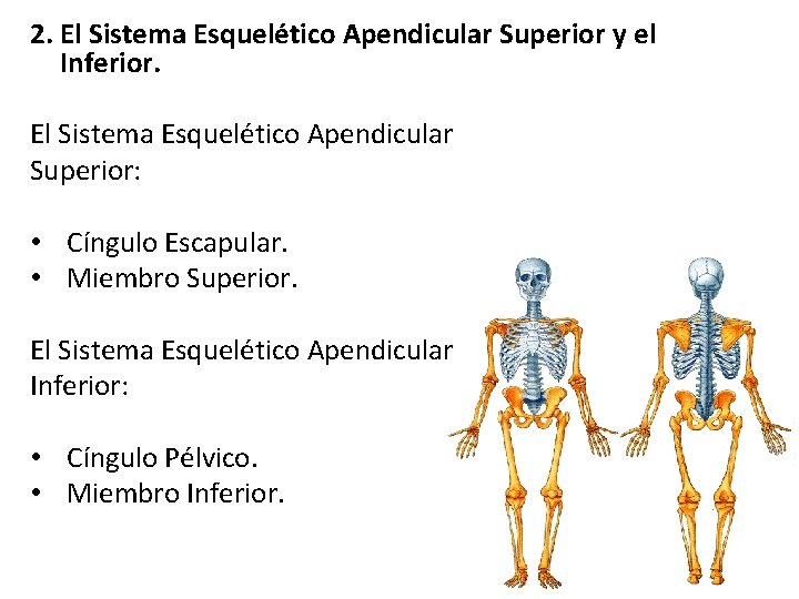 2. El Sistema Esquelético Apendicular Superior y el Inferior. El Sistema Esquelético Apendicular Superior: