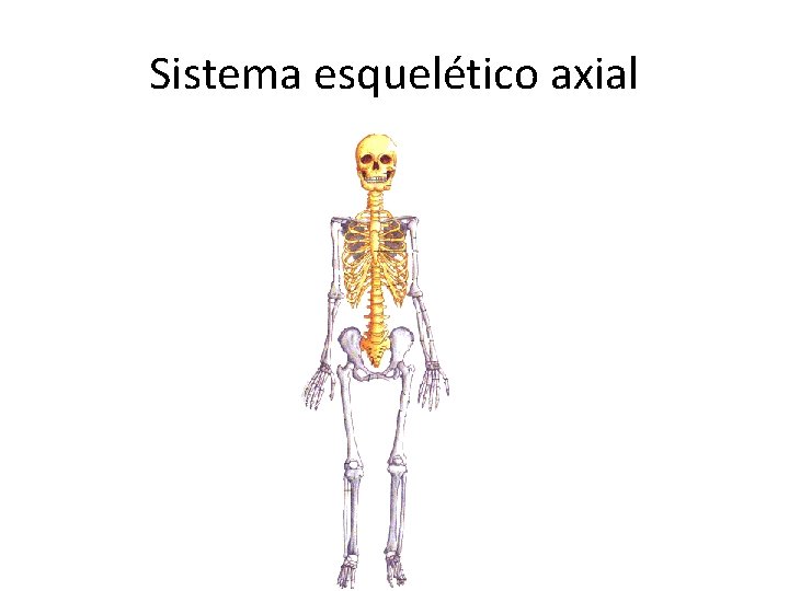 Sistema esquelético axial 