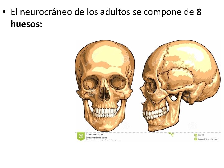  • El neurocráneo de los adultos se compone de 8 huesos: 