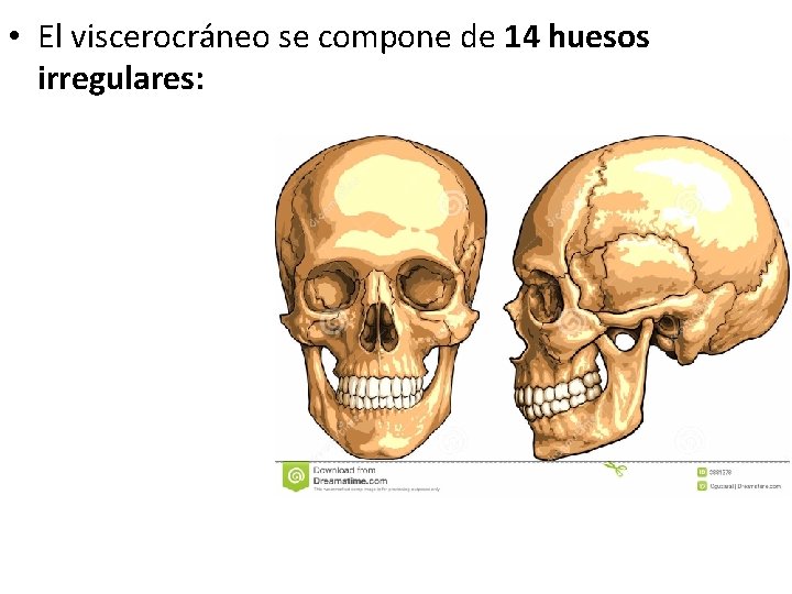  • El viscerocráneo se compone de 14 huesos irregulares: 