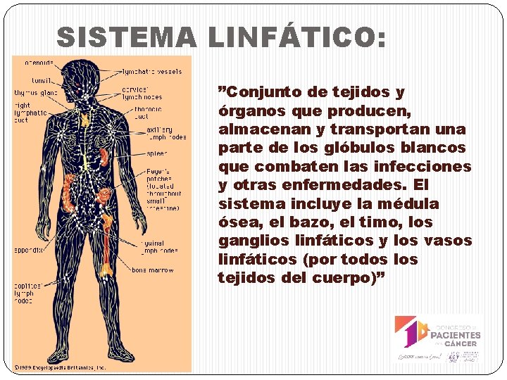SISTEMA LINFÁTICO: ”Conjunto de tejidos y órganos que producen, almacenan y transportan una parte