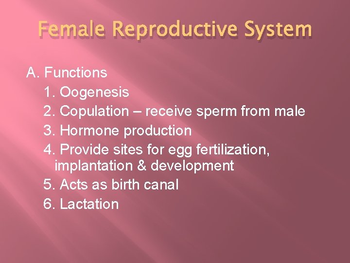 Female Reproductive System A. Functions 1. Oogenesis 2. Copulation – receive sperm from male