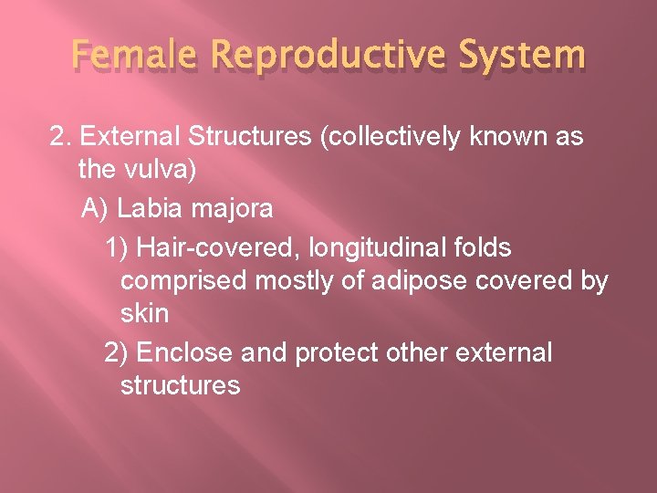 Female Reproductive System 2. External Structures (collectively known as the vulva) A) Labia majora