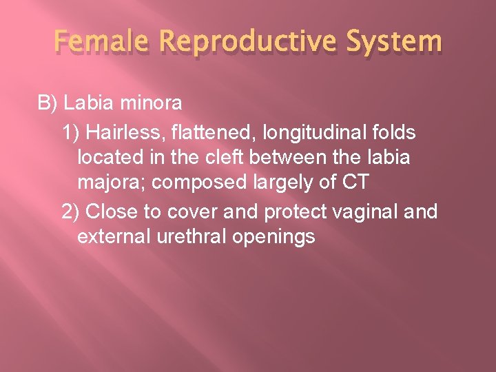 Female Reproductive System B) Labia minora 1) Hairless, flattened, longitudinal folds located in the