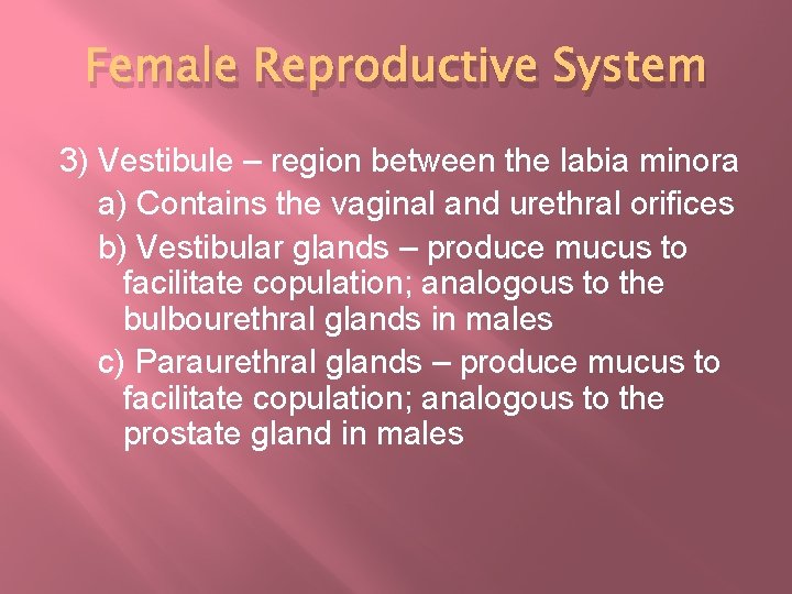 Female Reproductive System 3) Vestibule – region between the labia minora a) Contains the