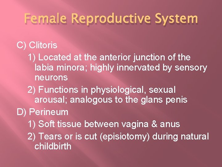 Female Reproductive System C) Clitoris 1) Located at the anterior junction of the labia