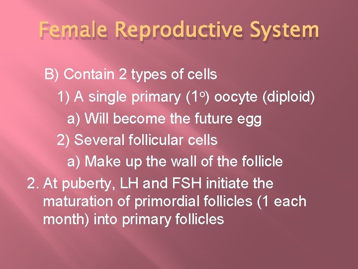 Female Reproductive System B) Contain 2 types of cells 1) A single primary (1