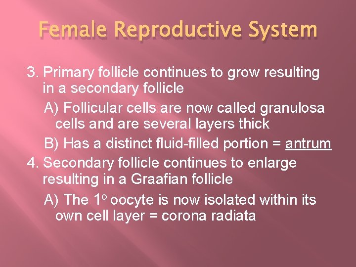 Female Reproductive System 3. Primary follicle continues to grow resulting in a secondary follicle