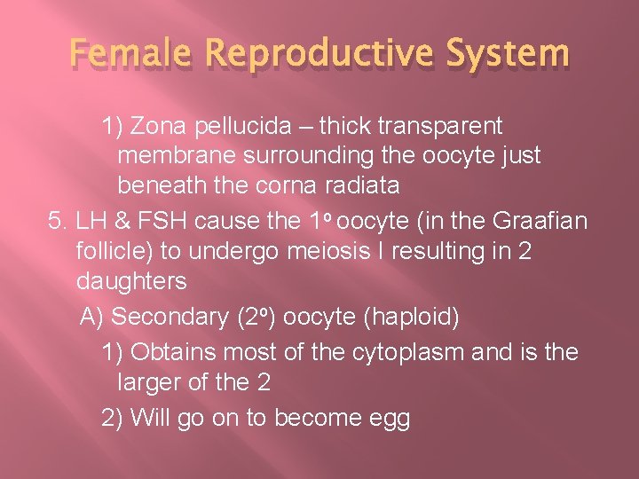 Female Reproductive System 1) Zona pellucida – thick transparent membrane surrounding the oocyte just