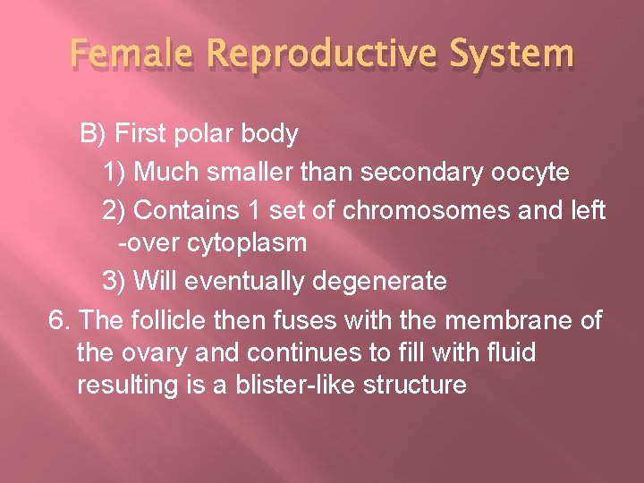 Female Reproductive System B) First polar body 1) Much smaller than secondary oocyte 2)