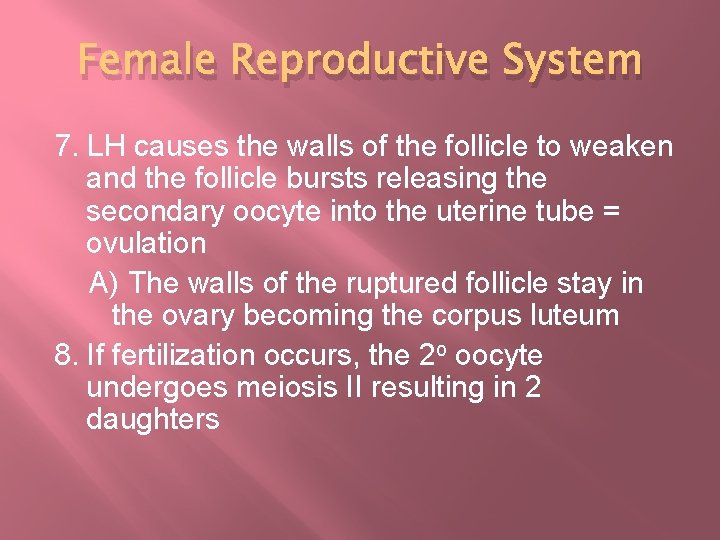 Female Reproductive System 7. LH causes the walls of the follicle to weaken and