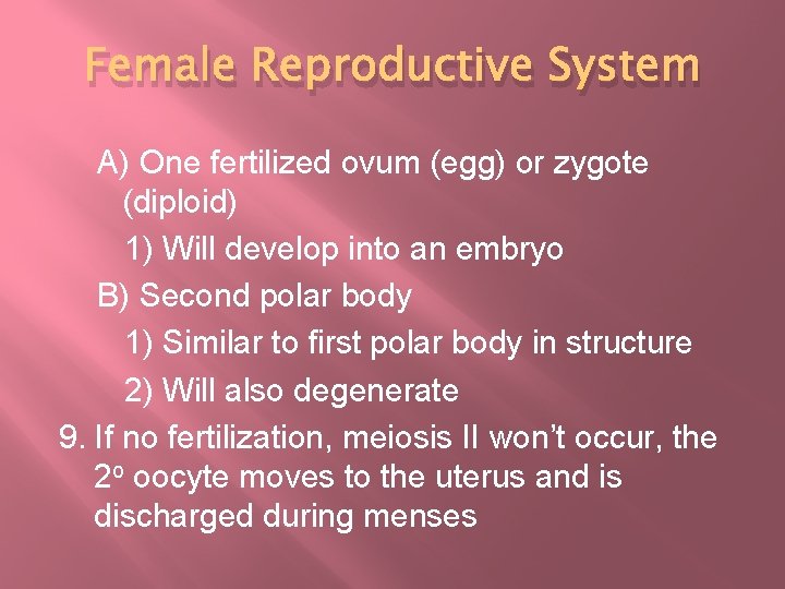 Female Reproductive System A) One fertilized ovum (egg) or zygote (diploid) 1) Will develop