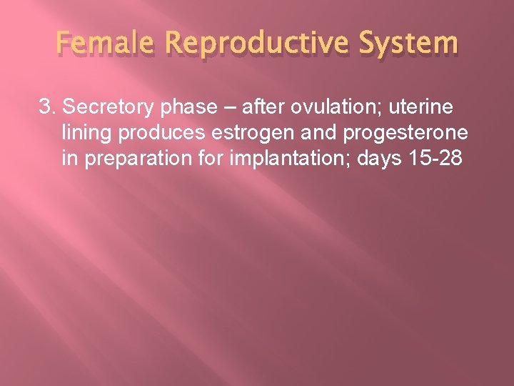 Female Reproductive System 3. Secretory phase – after ovulation; uterine lining produces estrogen and