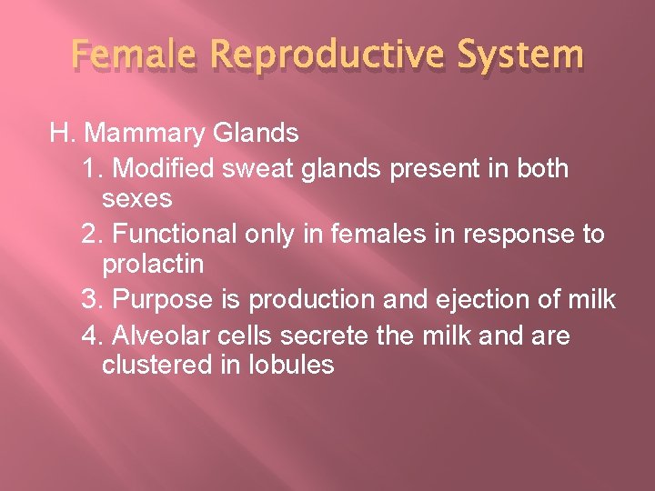 Female Reproductive System H. Mammary Glands 1. Modified sweat glands present in both sexes