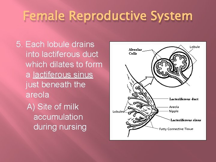 Female Reproductive System 5. Each lobule drains into lactiferous duct which dilates to form