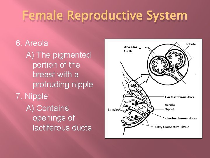 Female Reproductive System 6. Areola A) The pigmented portion of the breast with a