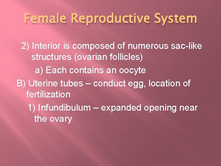 Female Reproductive System 2) Interior is composed of numerous sac-like structures (ovarian follicles) a)