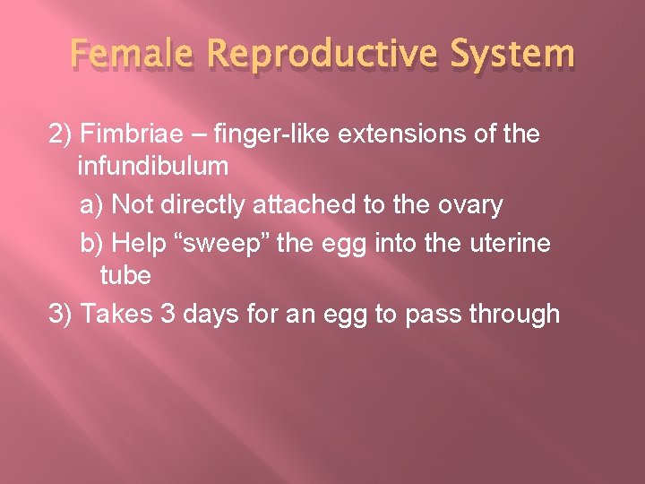 Female Reproductive System 2) Fimbriae – finger-like extensions of the infundibulum a) Not directly