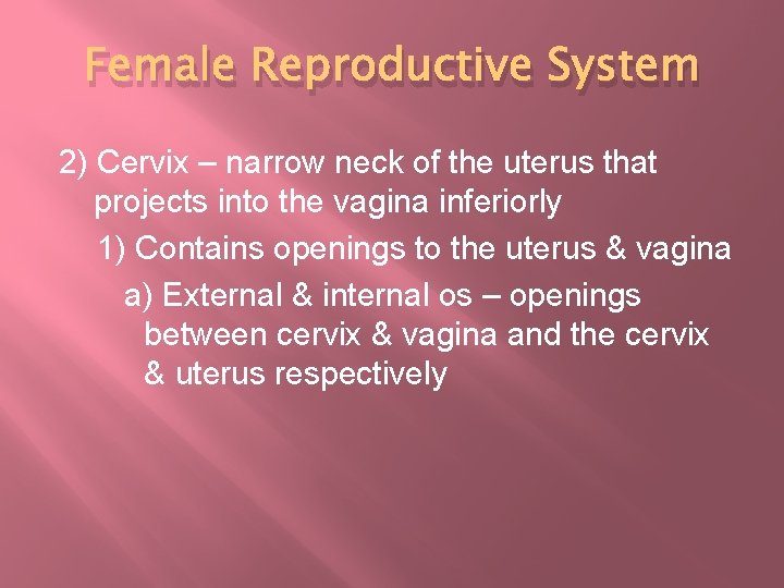 Female Reproductive System 2) Cervix – narrow neck of the uterus that projects into