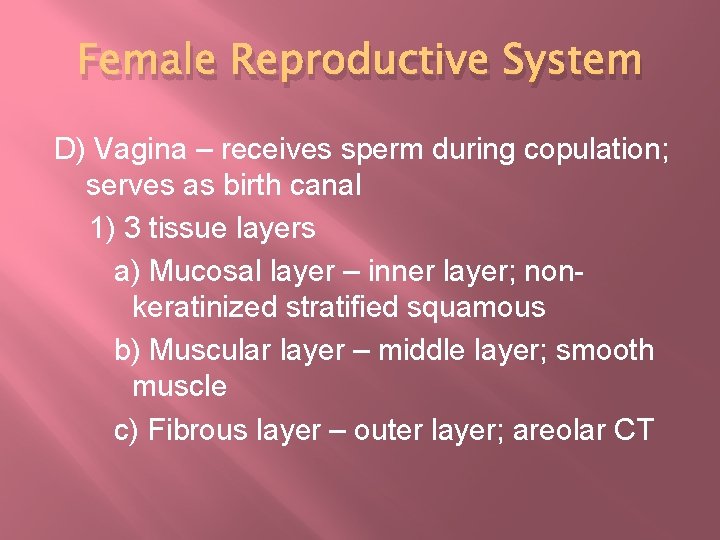 Female Reproductive System D) Vagina – receives sperm during copulation; serves as birth canal