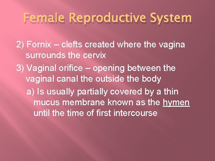 Female Reproductive System 2) Fornix – clefts created where the vagina surrounds the cervix