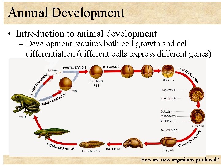 Animal Development • Introduction to animal development – Development requires both cell growth and