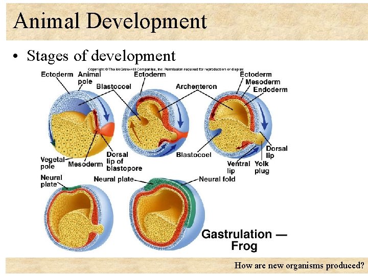 Animal Development • Stages of development How are new organisms produced? 