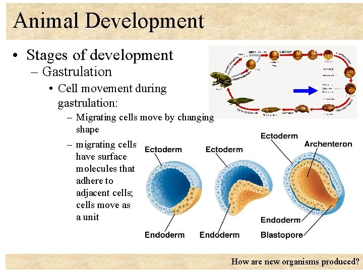 Animal Development • Stages of development – Gastrulation • Cell movement during gastrulation: –