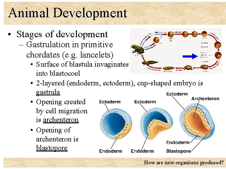 Animal Development • Stages of development – Gastrulation in primitive chordates (e. g. lancelets)