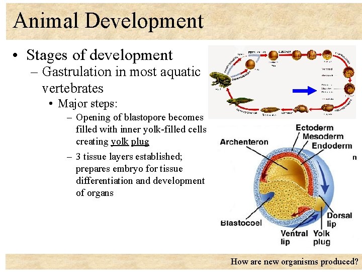 Animal Development • Stages of development – Gastrulation in most aquatic vertebrates • Major