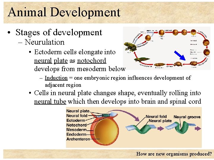 Animal Development • Stages of development – Neurulation • Ectoderm cells elongate into neural