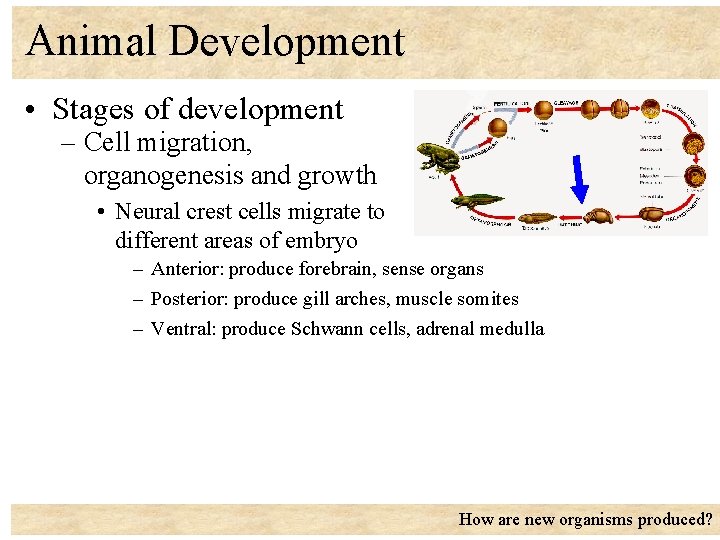 Animal Development • Stages of development – Cell migration, organogenesis and growth • Neural