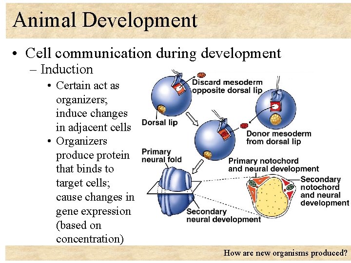 Animal Development • Cell communication during development – Induction • Certain act as organizers;