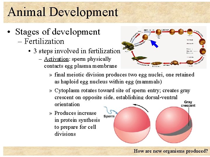 Animal Development • Stages of development – Fertilization • 3 steps involved in fertilization