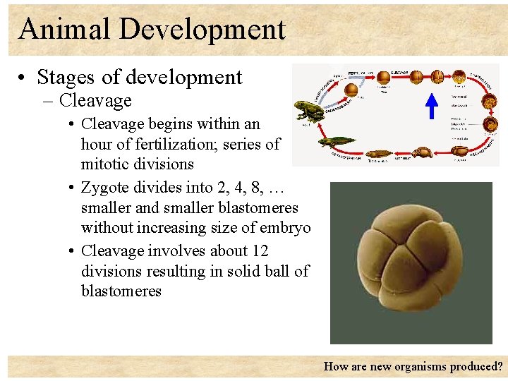 Animal Development • Stages of development – Cleavage • Cleavage begins within an hour