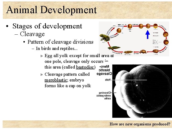 Animal Development • Stages of development – Cleavage • Pattern of cleavage divisions –