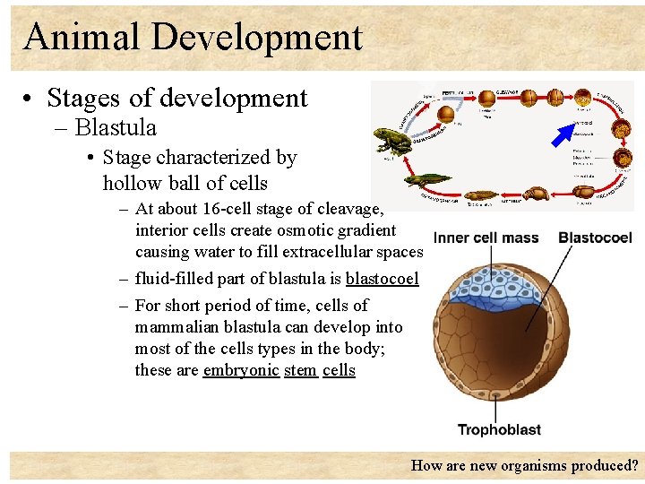 Animal Development • Stages of development – Blastula • Stage characterized by hollow ball