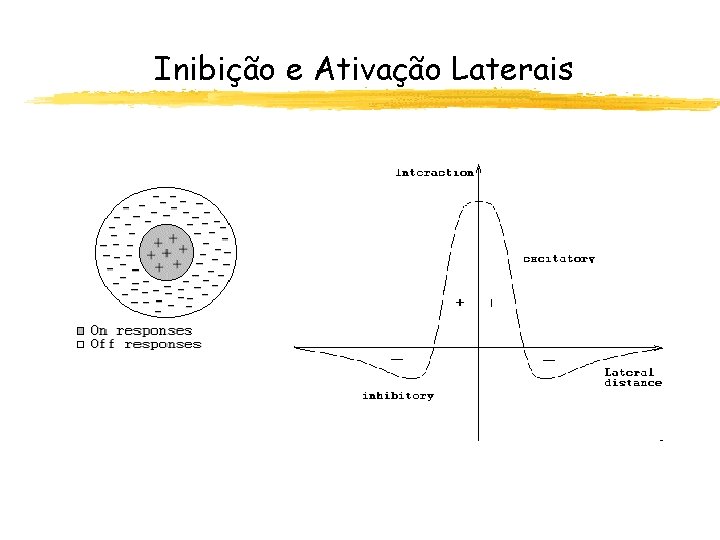 Inibição e Ativação Laterais 