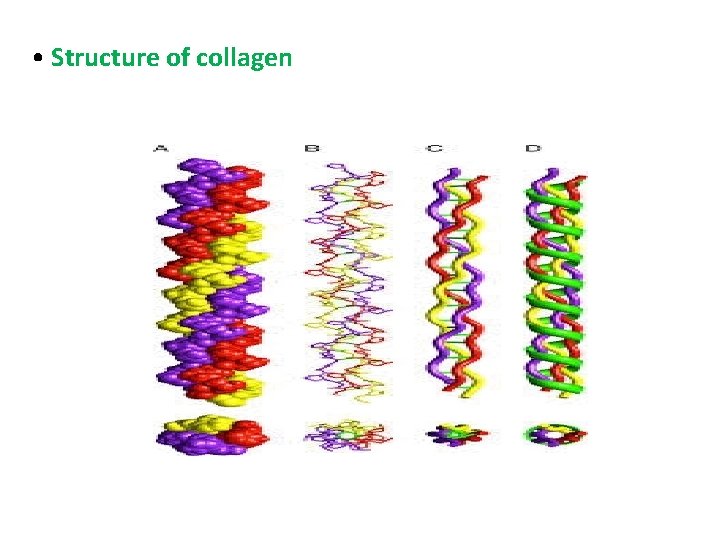  • Structure of collagen 