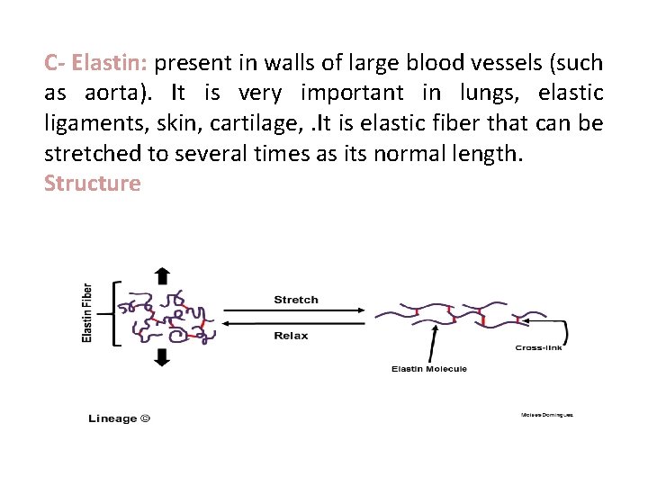  C- Elastin: present in walls of large blood vessels (such as aorta). It