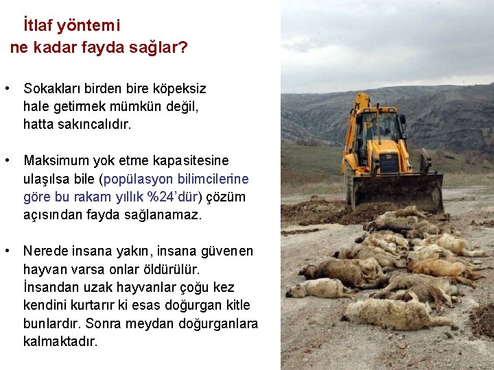 İtlaf yöntemi ne kadar fayda sağlar? • Sokakları birden bire köpeksiz hale getirmek mümkün