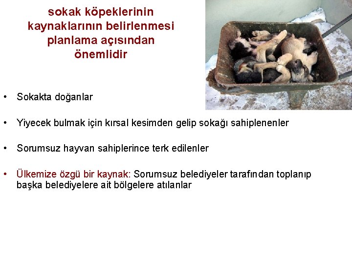 sokak köpeklerinin kaynaklarının belirlenmesi planlama açısından önemlidir • Sokakta doğanlar • Yiyecek bulmak için