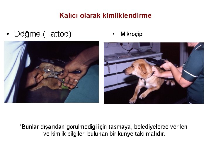 Kalıcı olarak kimliklendirme • Döğme (Tattoo) • Mikroçip *Bunlar dışarıdan görülmediği için tasmaya, belediyelerce