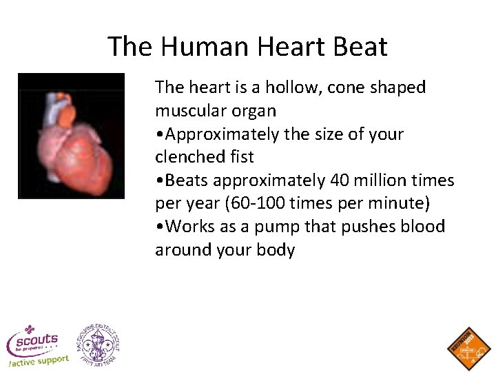 The Human Heart Beat The heart is a hollow, cone shaped muscular organ • The Human Heart Beat The heart is a hollow, cone shaped muscular organ •