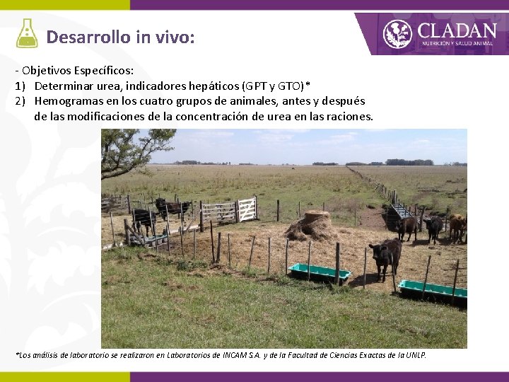 Desarrollo in vivo: - Objetivos Específicos: 1) Determinar urea, indicadores hepáticos (GPT y GTO)*