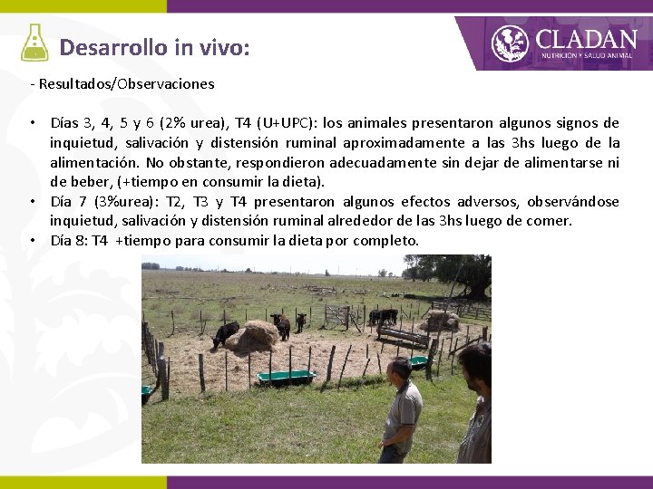 Desarrollo in vivo: - Resultados/Observaciones • Días 3, 4, 5 y 6 (2% urea),