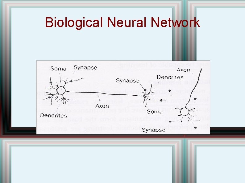 Biological Neural Network 